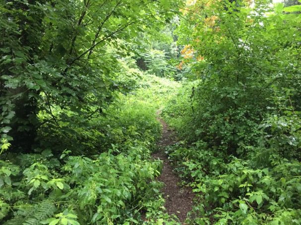 Wege im Volkspark